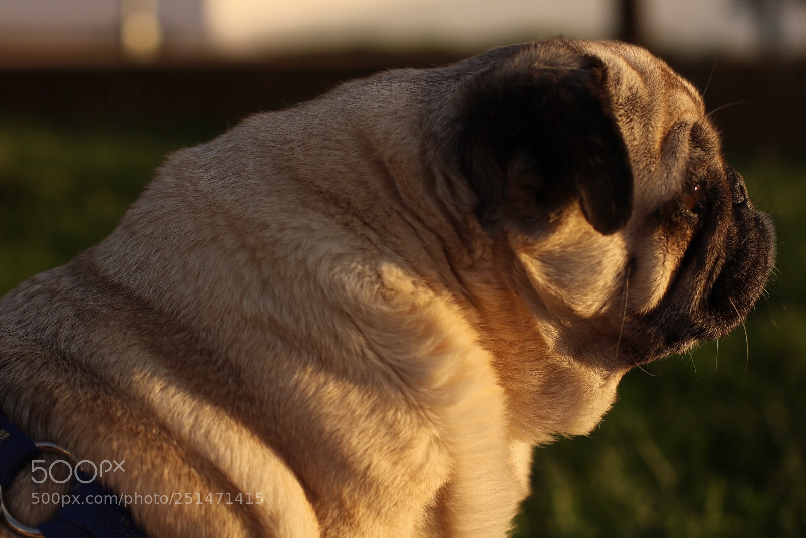 Canon EOS 750D (EOS Rebel T6i / EOS Kiss X8i) sample photo. Beauty photography