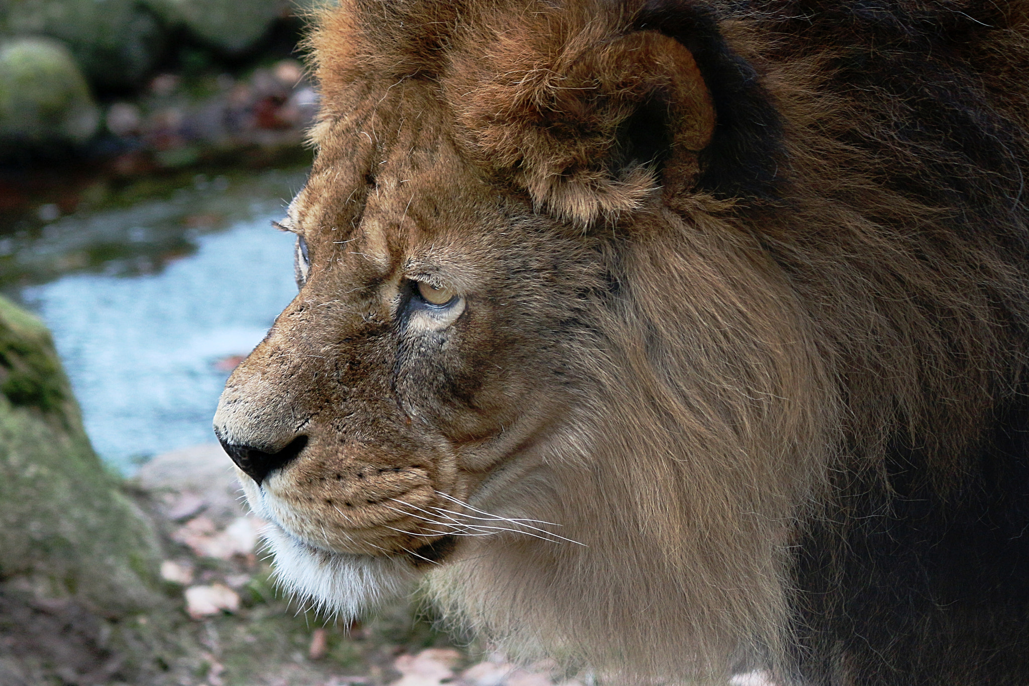 Canon EF-S 55-250mm F4-5.6 IS sample photo. Löwe / lion photography