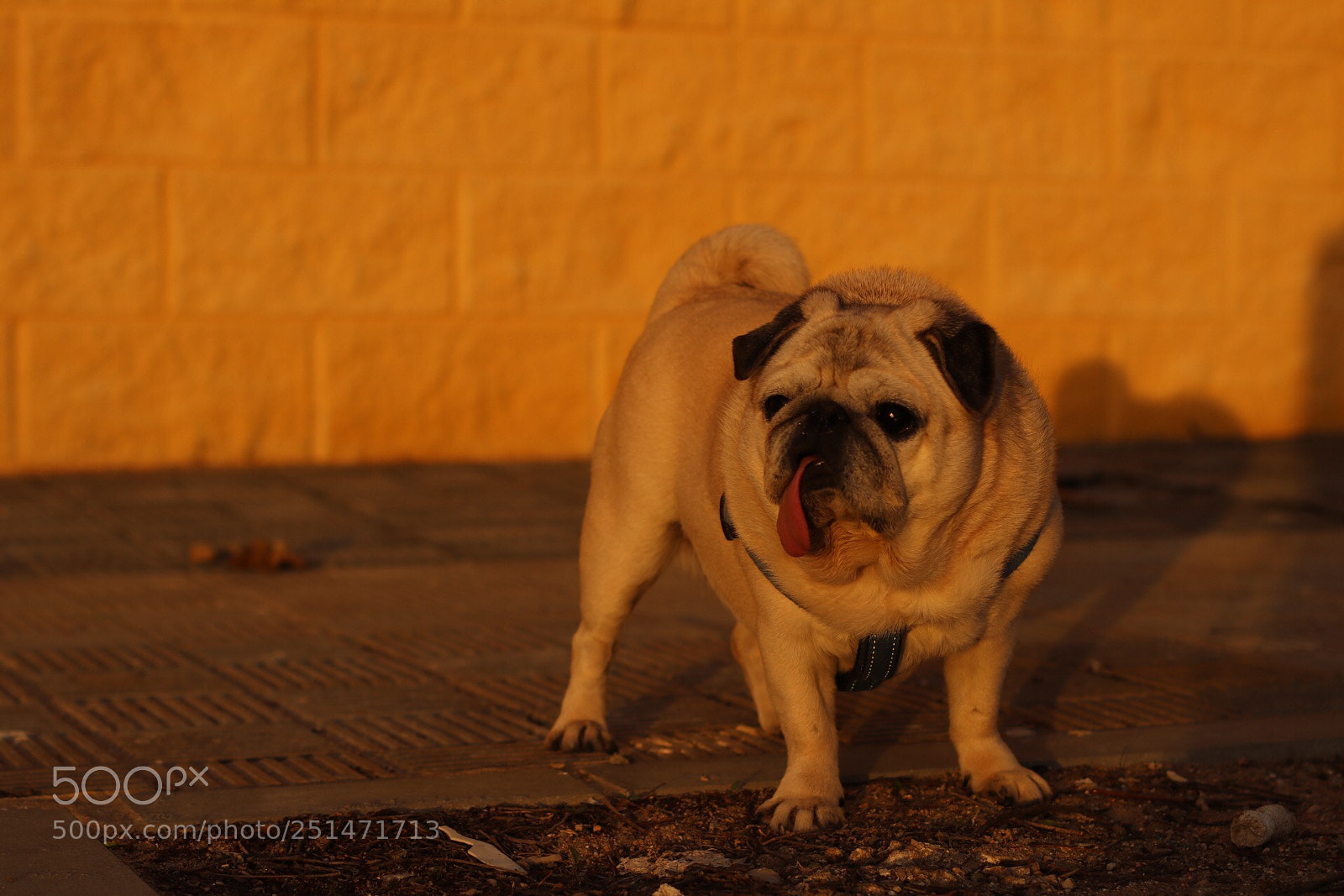 Canon EOS 750D (EOS Rebel T6i / EOS Kiss X8i) sample photo. Lola photography