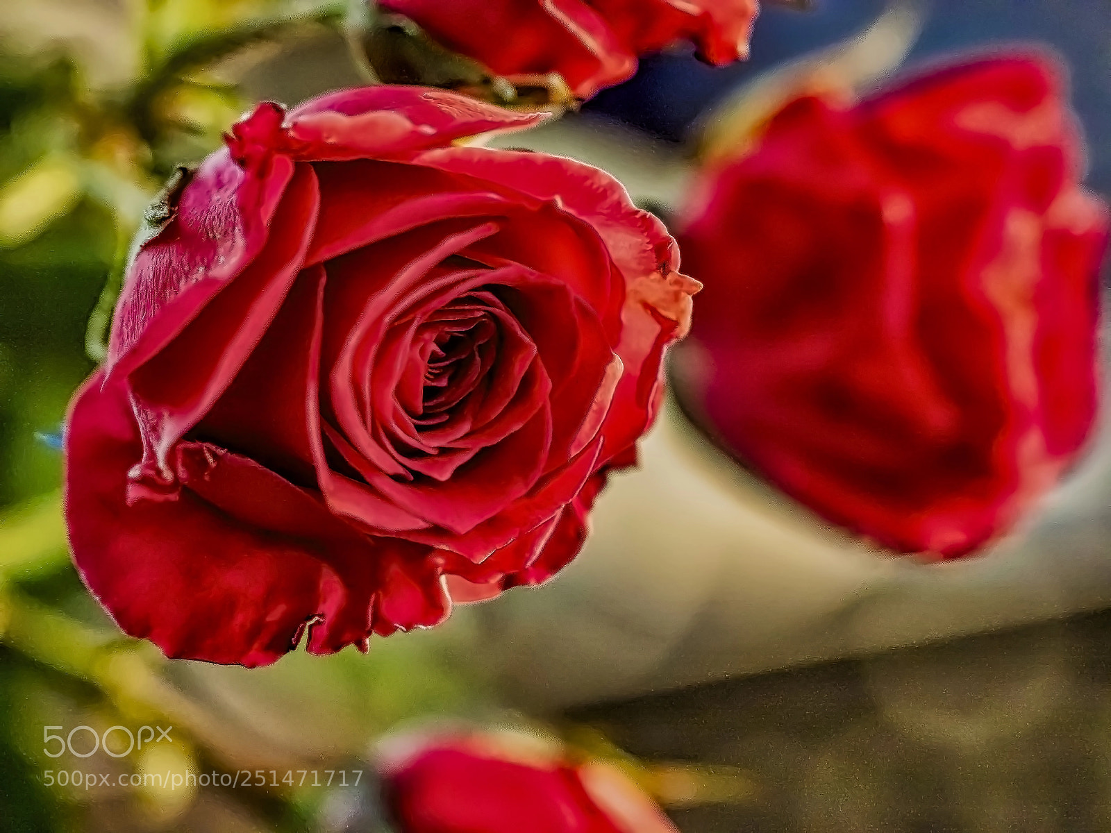 Olympus OM-D E-M5 II sample photo. Roses are red photography