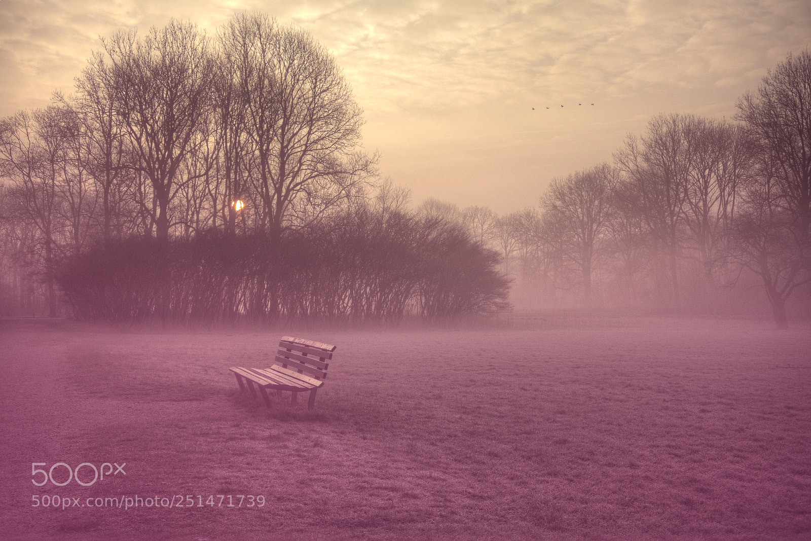 Nikon 1 J5 sample photo. Misty morning photography
