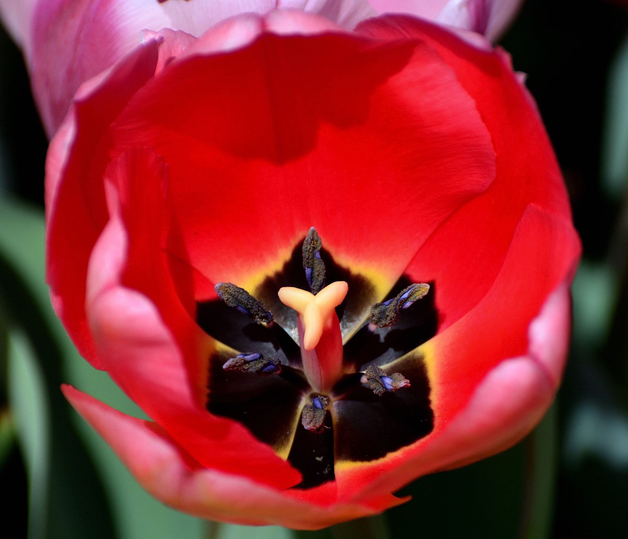 Nikon D5200 sample photo. Spring color photography