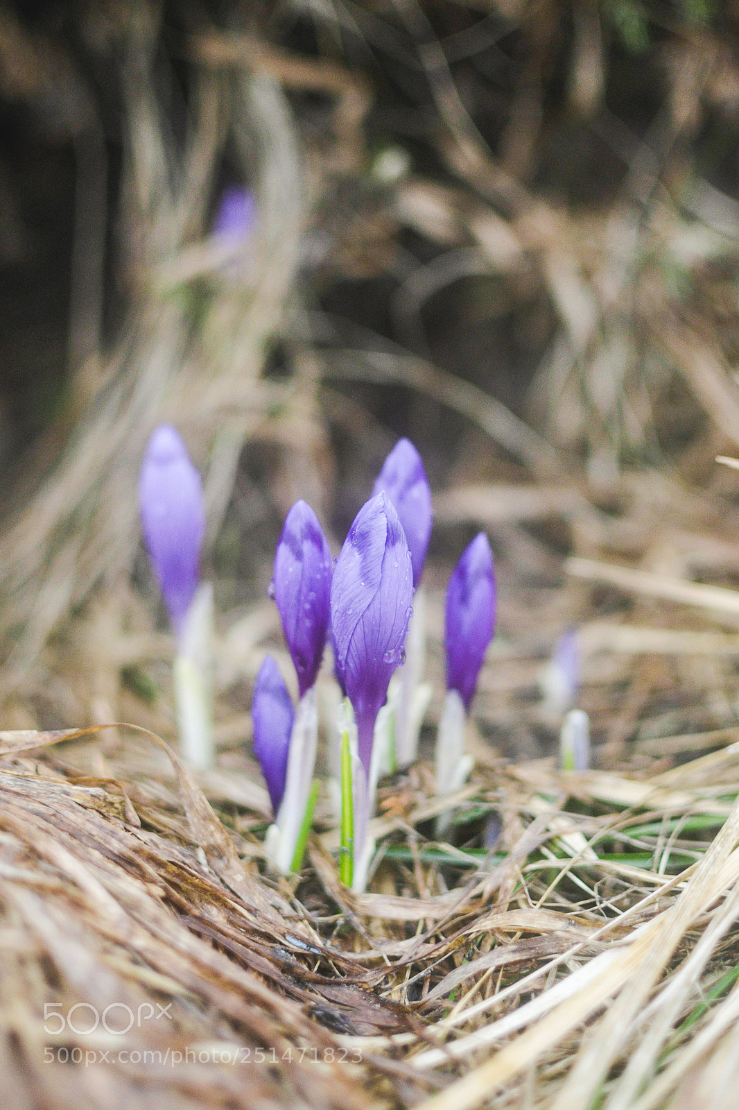Nikon D3100 sample photo. Crocuses photography