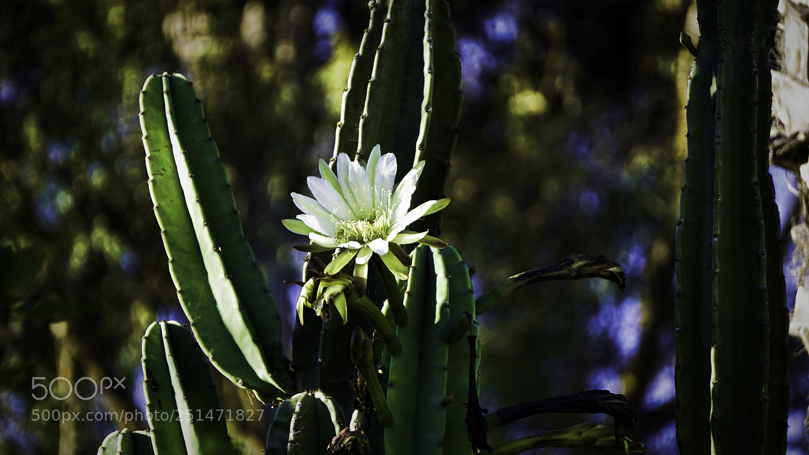 Sony a6300 sample photo. Dsc photography