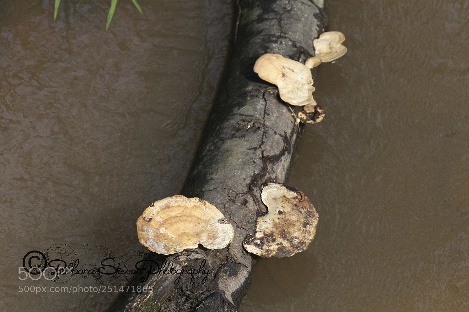 Canon EOS 7D sample photo. Nature in spring photography