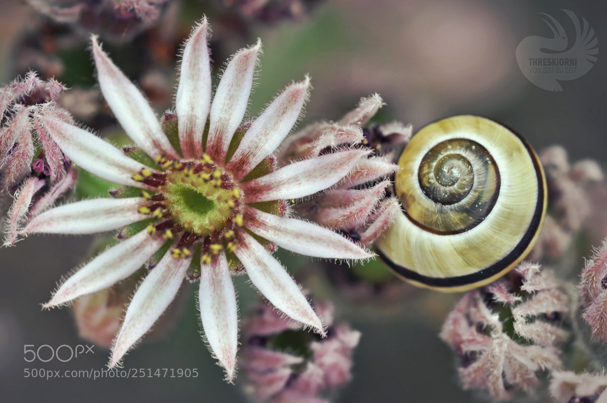 Nikon D5000 sample photo. Plants and friends photography