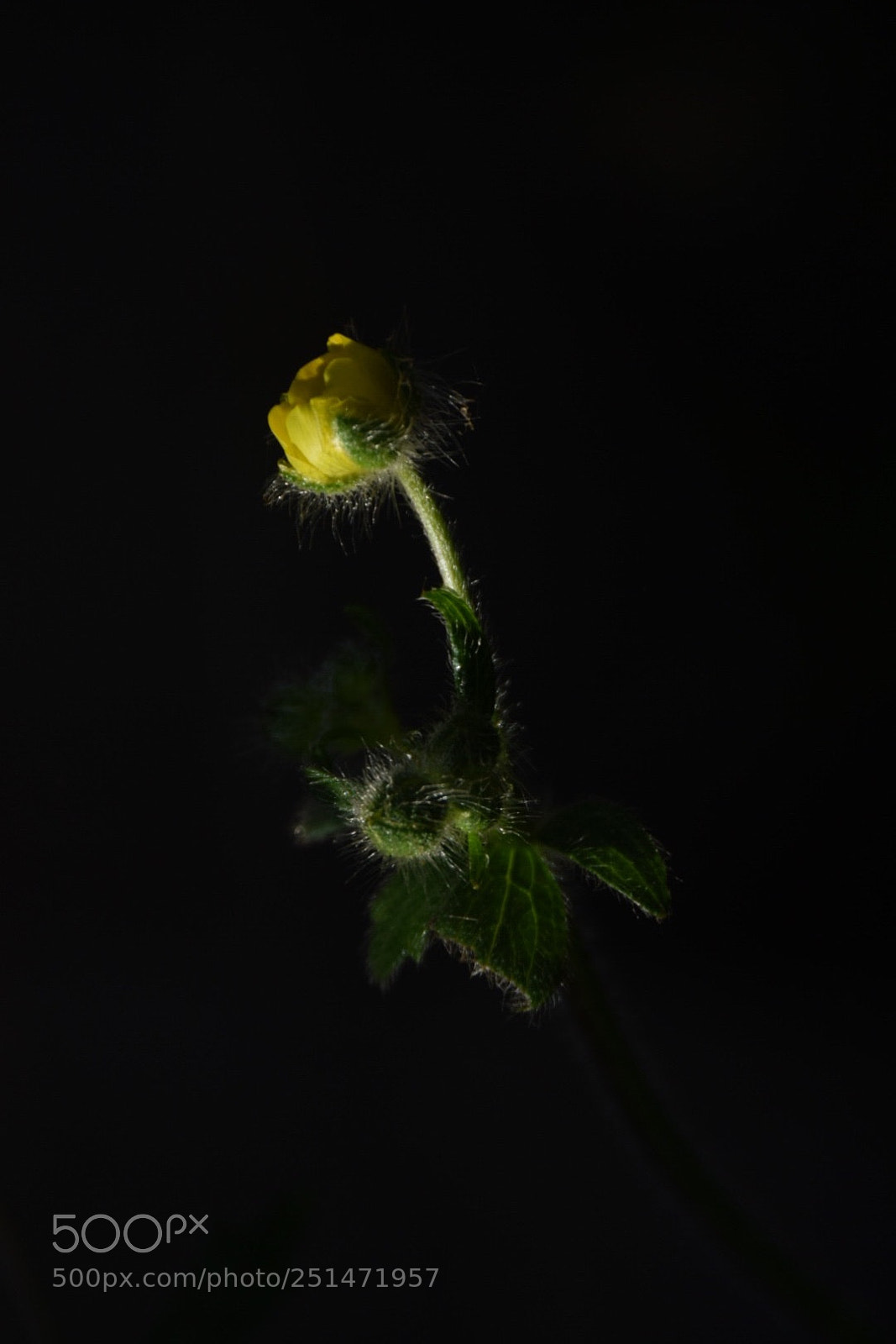 Nikon D5300 sample photo. Untitled photography