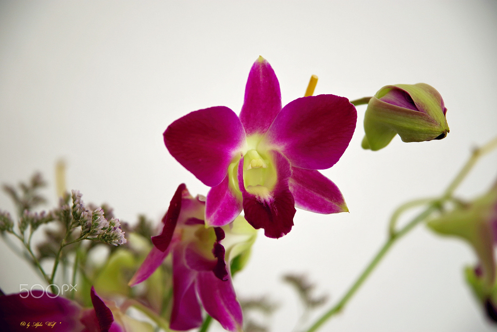 Pentax K-1 sample photo. Orchids photography