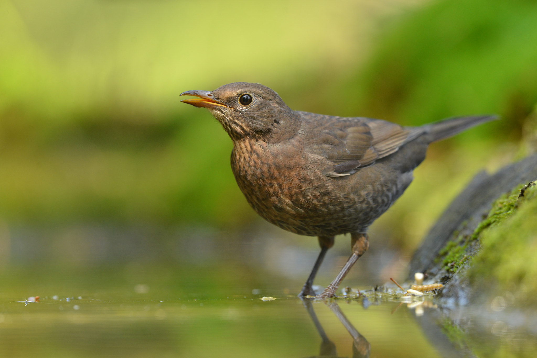 Nikon D600 + Nikon AF-S Nikkor 500mm F4G ED VR sample photo. Merel photography