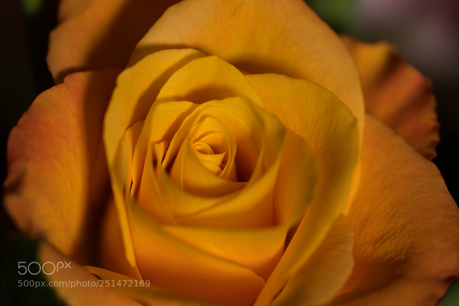 Canon EOS 80D sample photo. Yellow rose photography