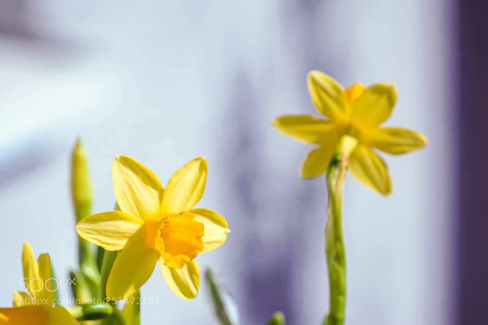 Sony a6000 sample photo. Spring flowers photography