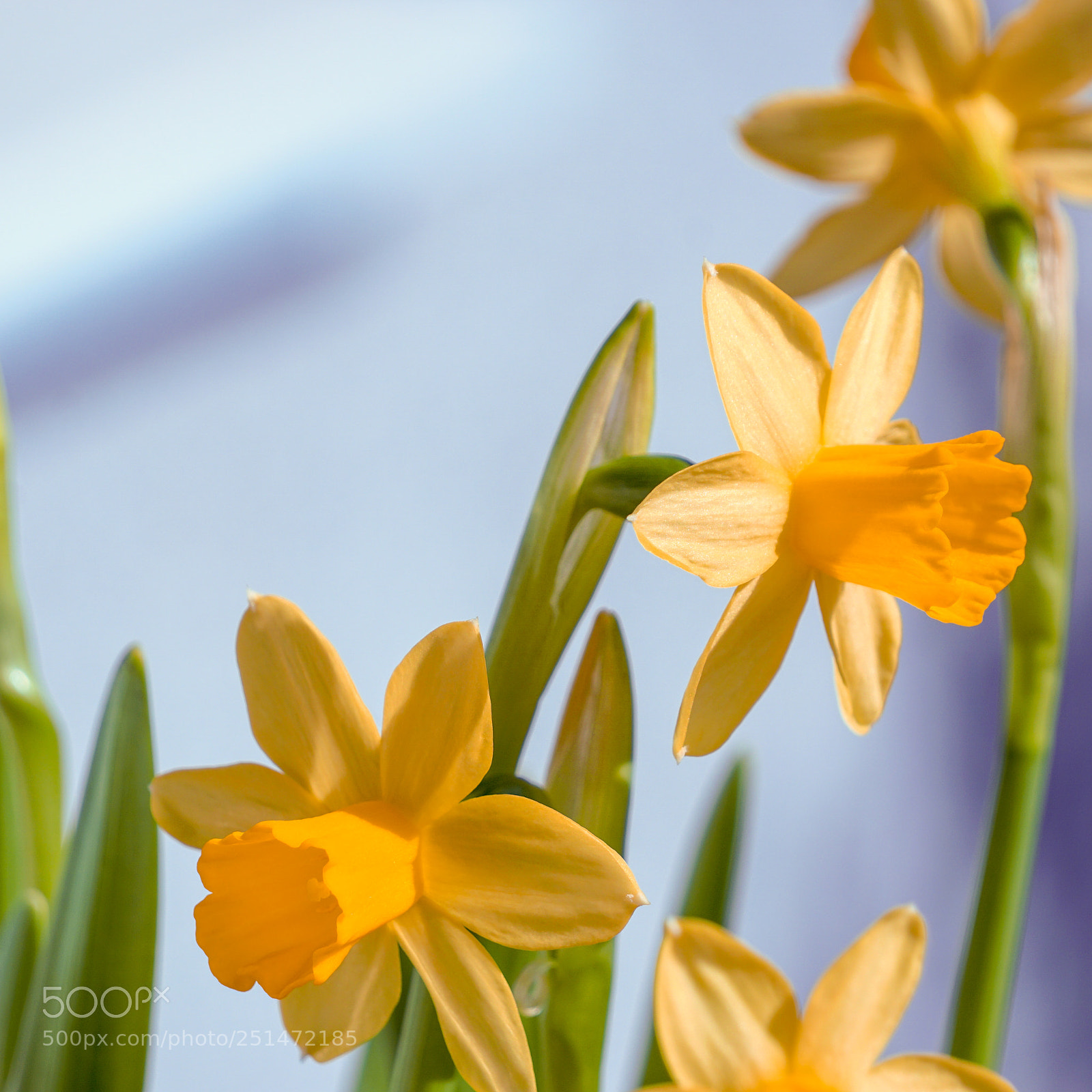 Sony a6000 sample photo. Spring flowers photography