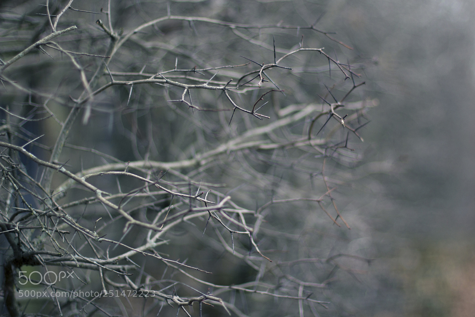 Canon EOS 1200D (EOS Rebel T5 / EOS Kiss X70 / EOS Hi) sample photo. Biting winter photography
