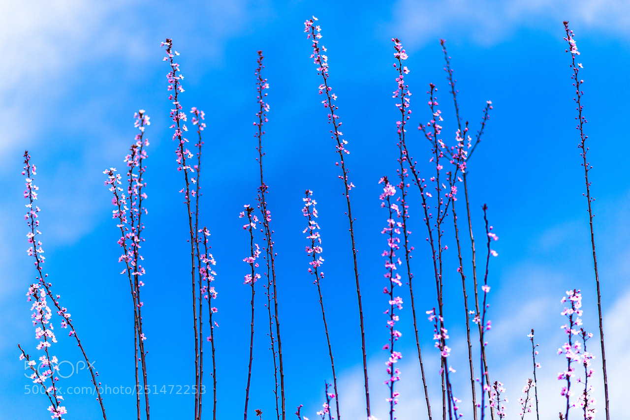 Nikon D810 sample photo. Plum blossom photography