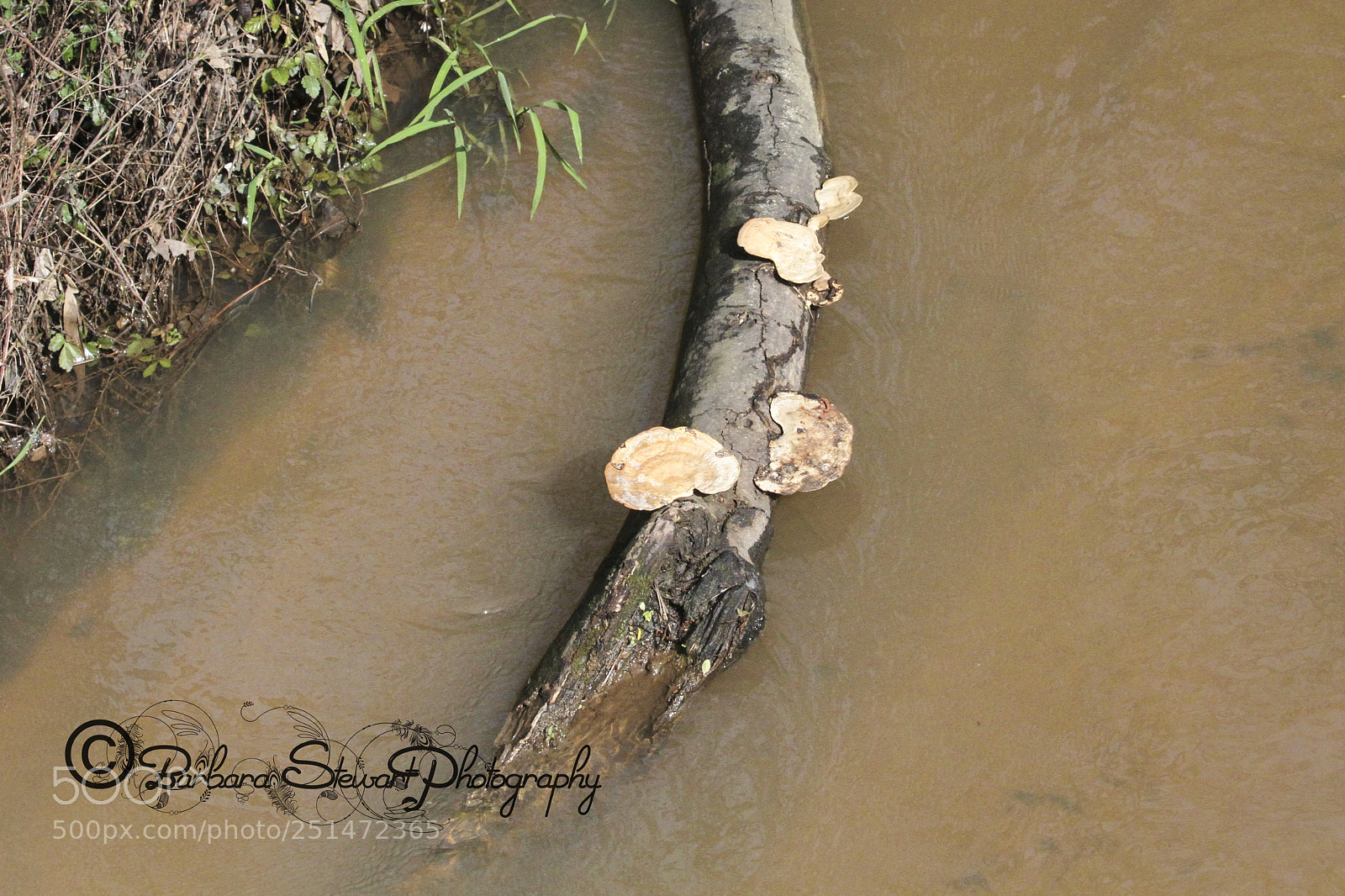 Canon EOS 7D sample photo. Nature in spring photography