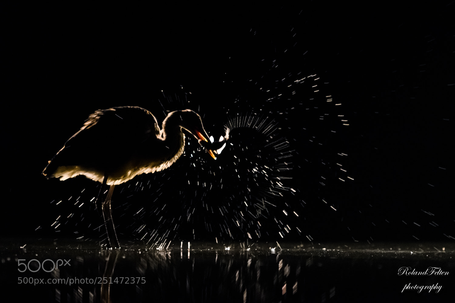 Nikon D500 sample photo. Night fishing photography