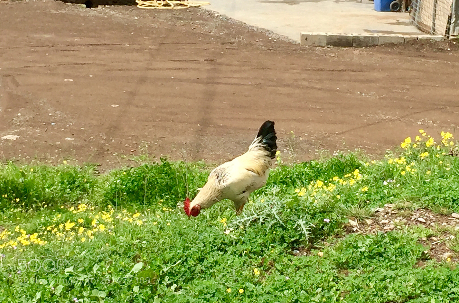 Apple iPhone 6 sample photo. ### photography