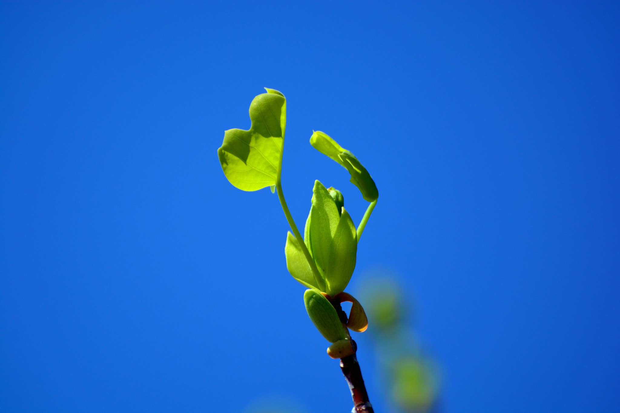 Nikon D5200 sample photo. Spring newbies photography