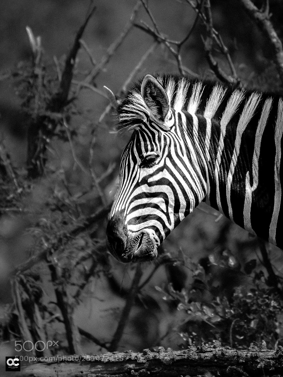 Nikon D5100 sample photo. The african crossword photography