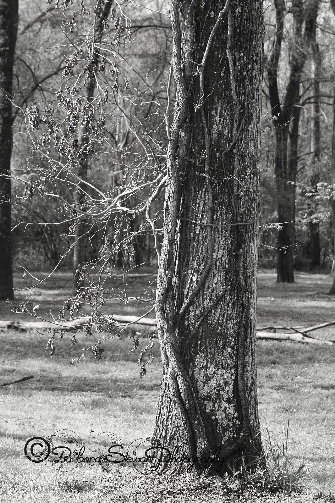 Canon EOS 7D sample photo. Nature in spring photography
