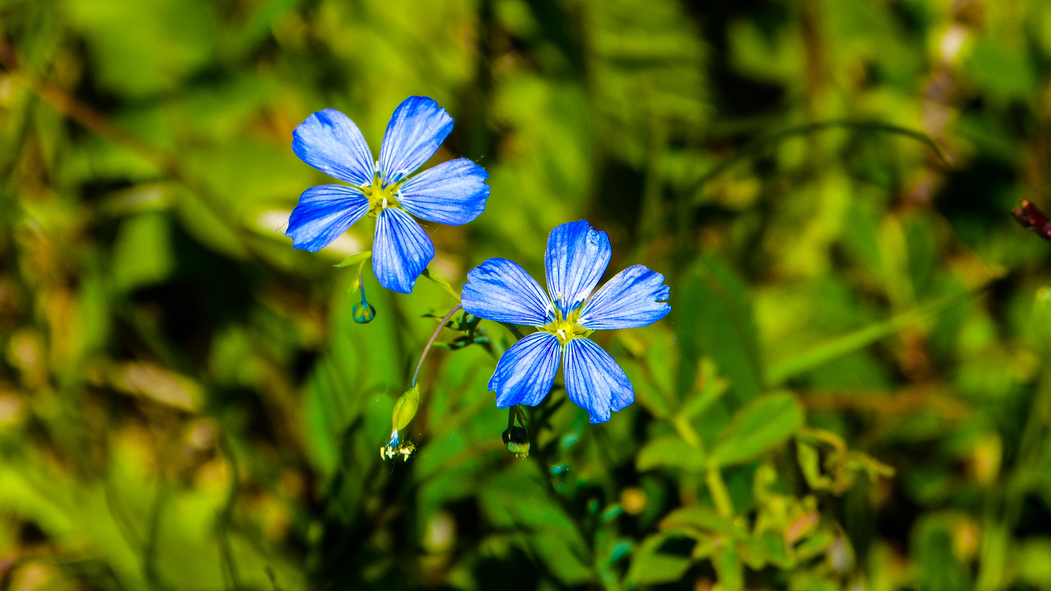 Panasonic Lumix DMC-FZ60 (Lumix DMC-FZ62) sample photo. Blue eyed grass photography