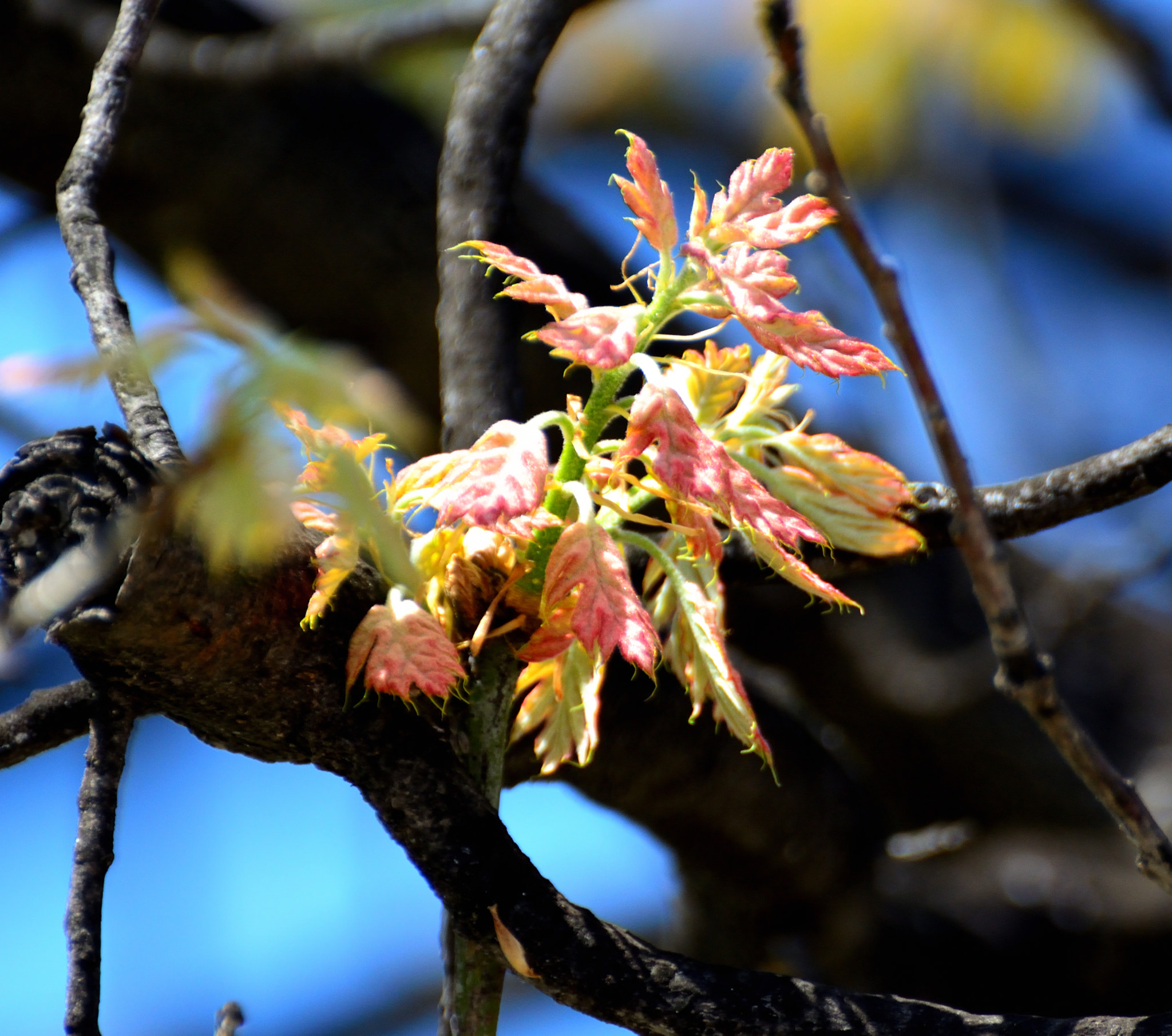 Nikon D5200 sample photo. Black oak newbies photography