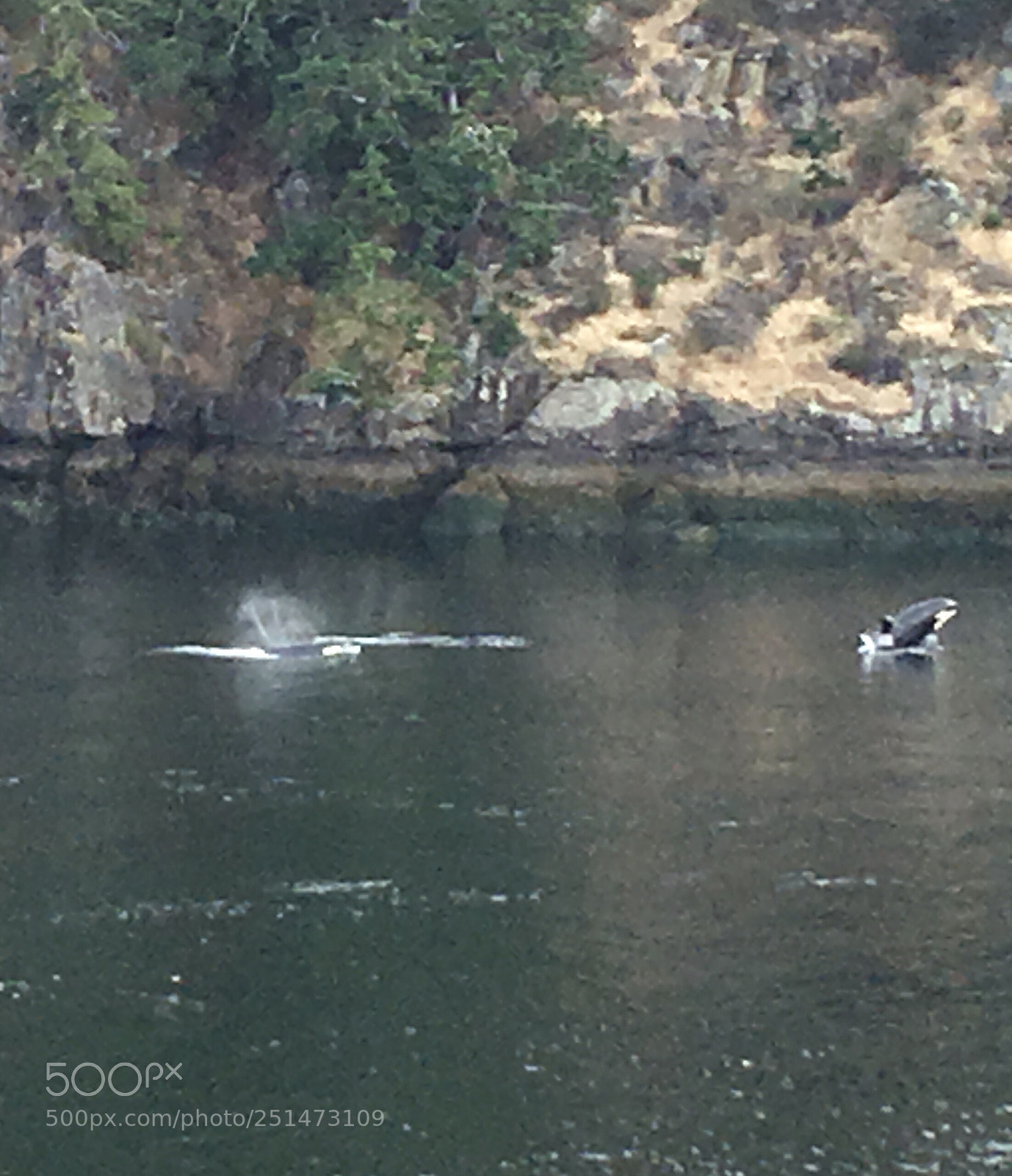 Apple iPhone 6s Plus sample photo. Orca breaching with it photography
