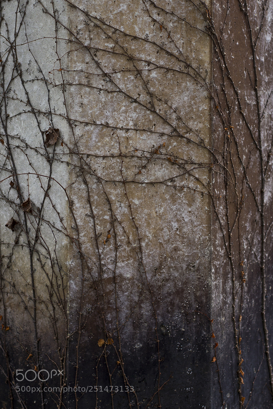 Canon EOS 1200D (EOS Rebel T5 / EOS Kiss X70 / EOS Hi) sample photo. Overgrowth photography