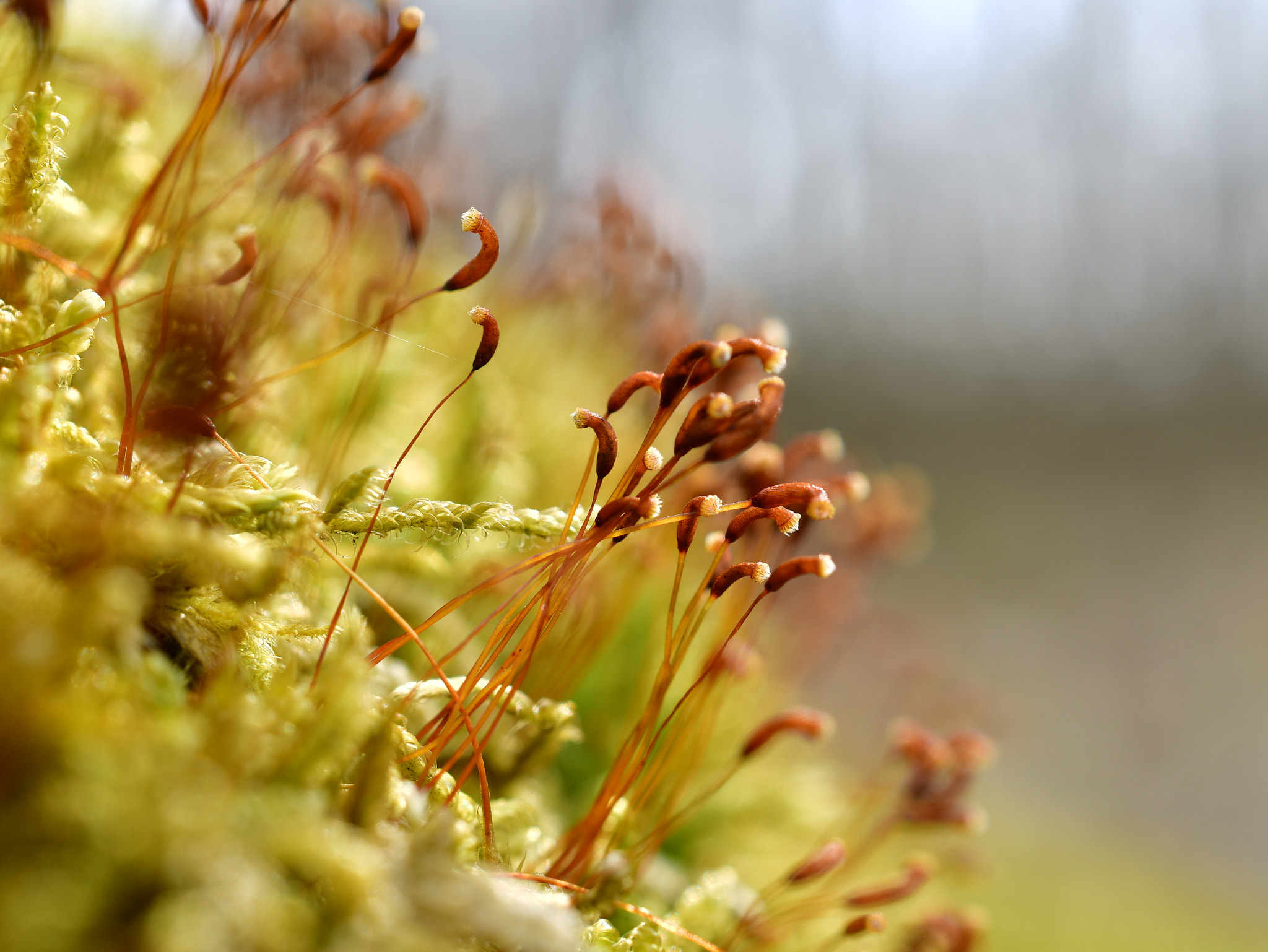 Nikon D7500 + Nikon AF-S DX Micro Nikkor 40mm F2.8 sample photo. Dsc photography