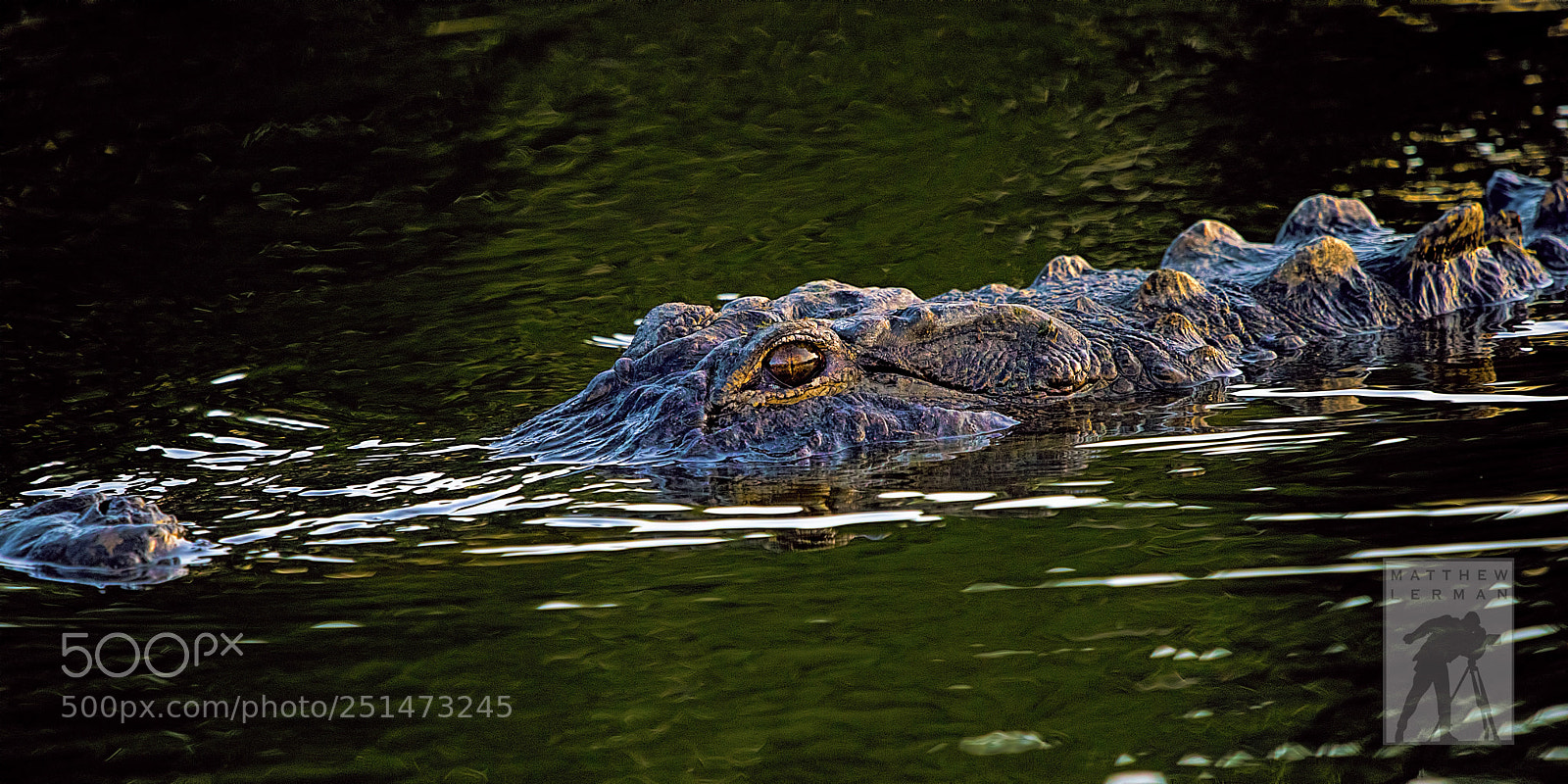 Nikon D810 sample photo. Morning light 1736 photography