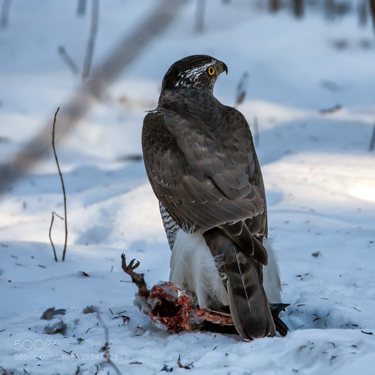 Canon EOS 5D Mark II sample photo. The hunter photography