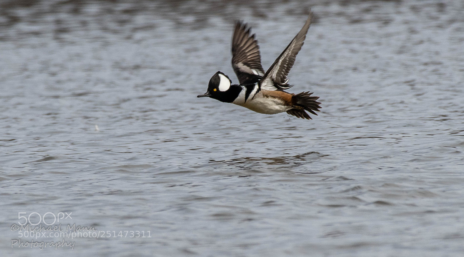 Nikon D850 sample photo. Hooded merganser in flight photography