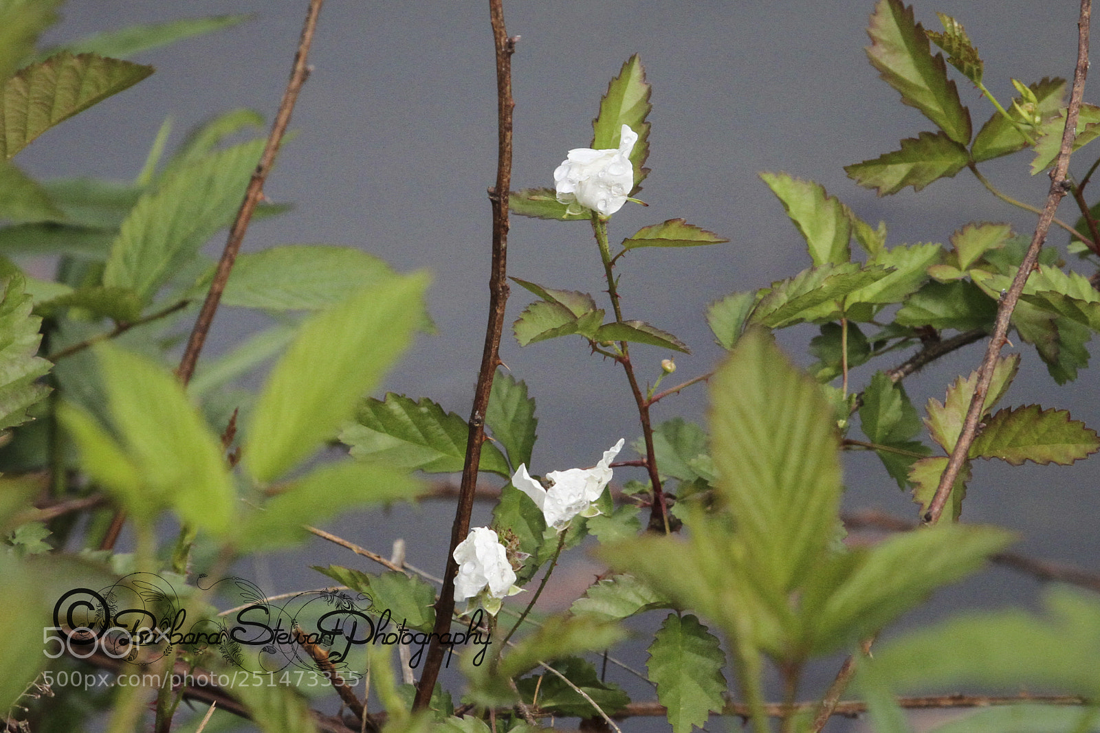 Canon EOS 7D sample photo. Nature in spring photography