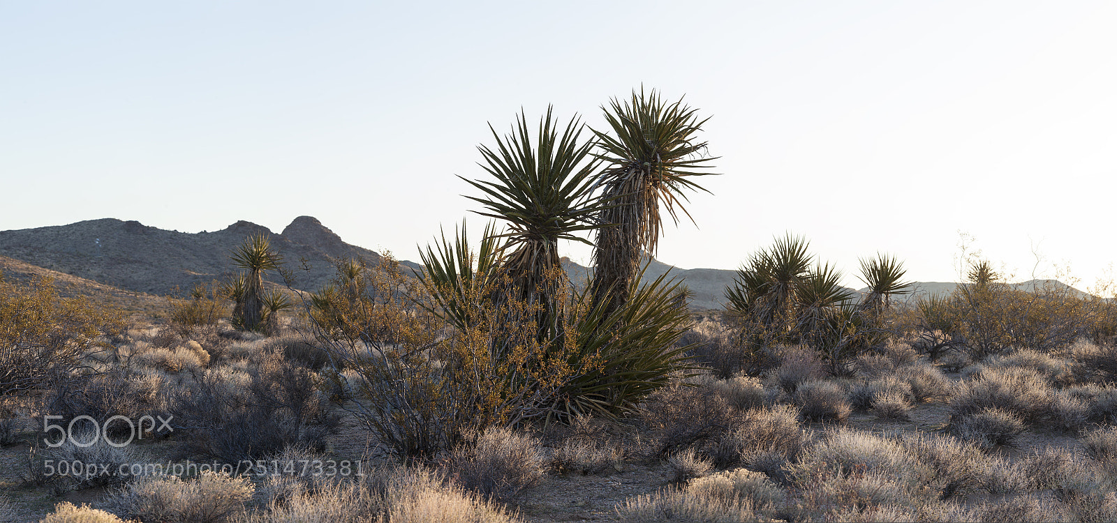 Canon EOS 5D Mark II sample photo. Yucca panorama photography
