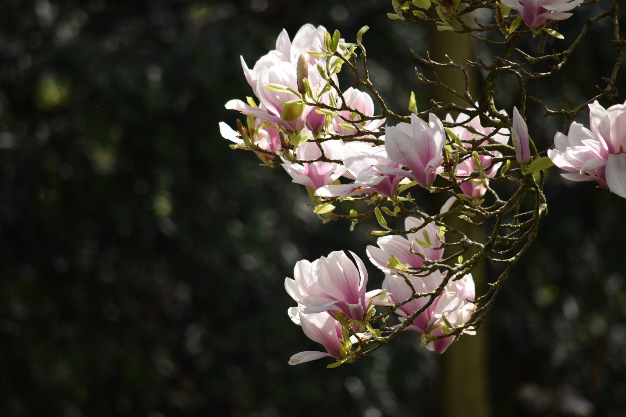 Nikon D3300 sample photo. Magnolia photography