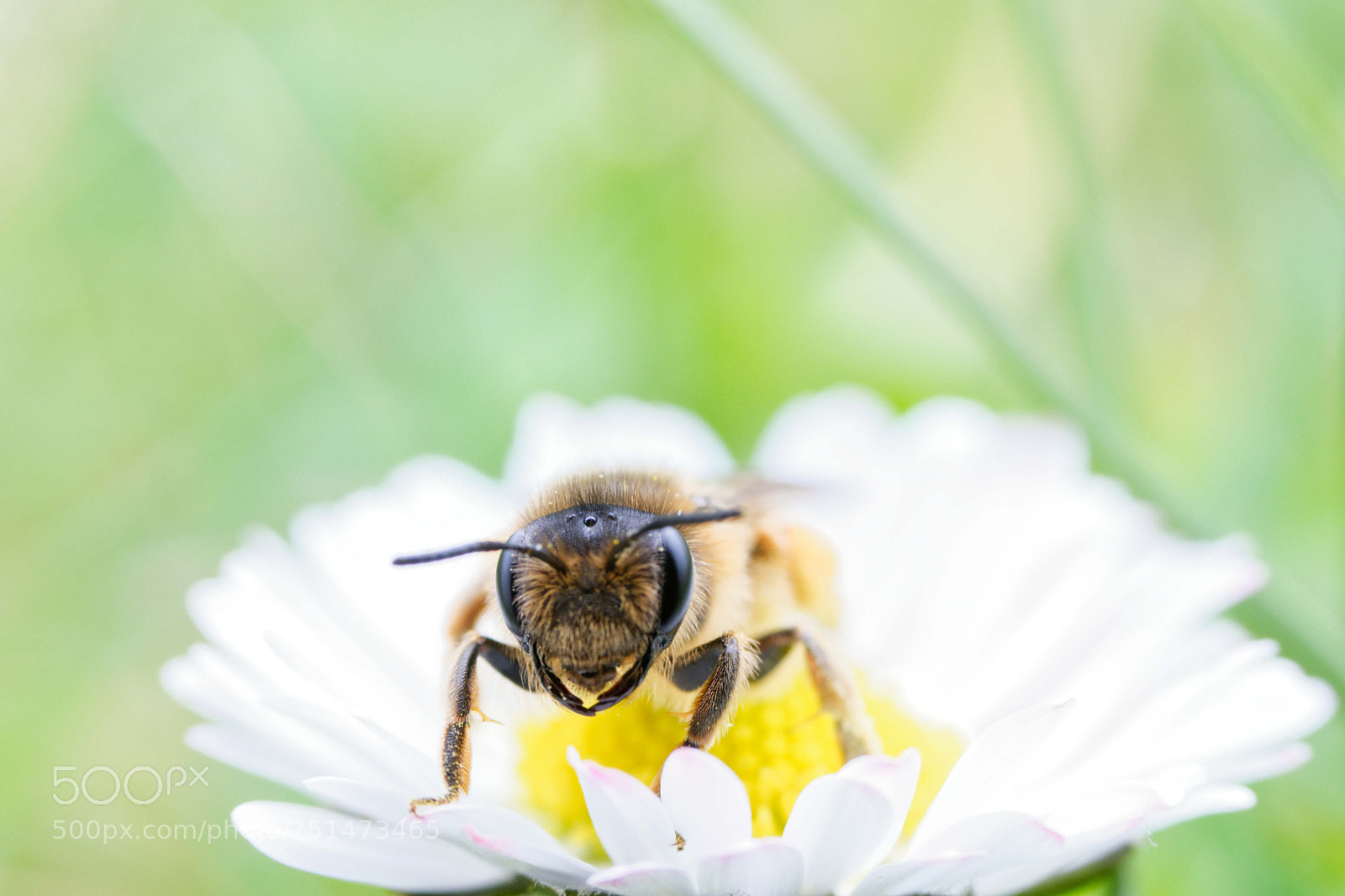 Nikon D3300 sample photo. Abeille photography