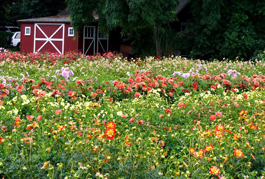 Sony a6000 sample photo. The red barn photography