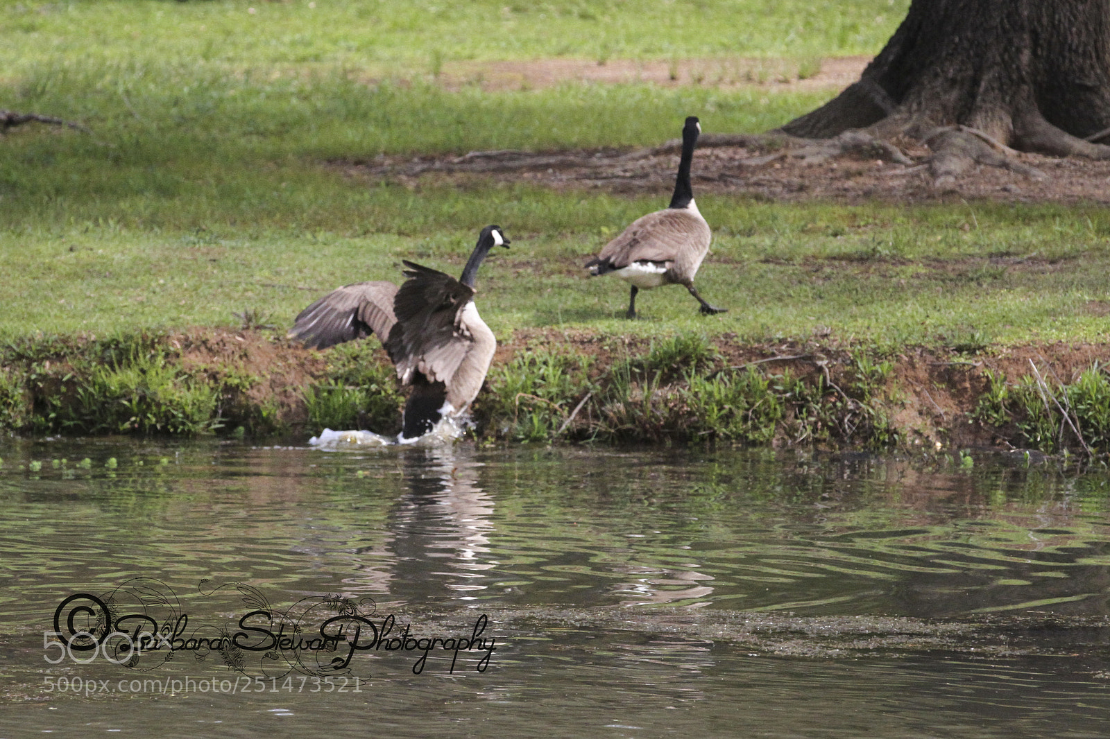 Canon EOS 7D sample photo. Nature in spring photography