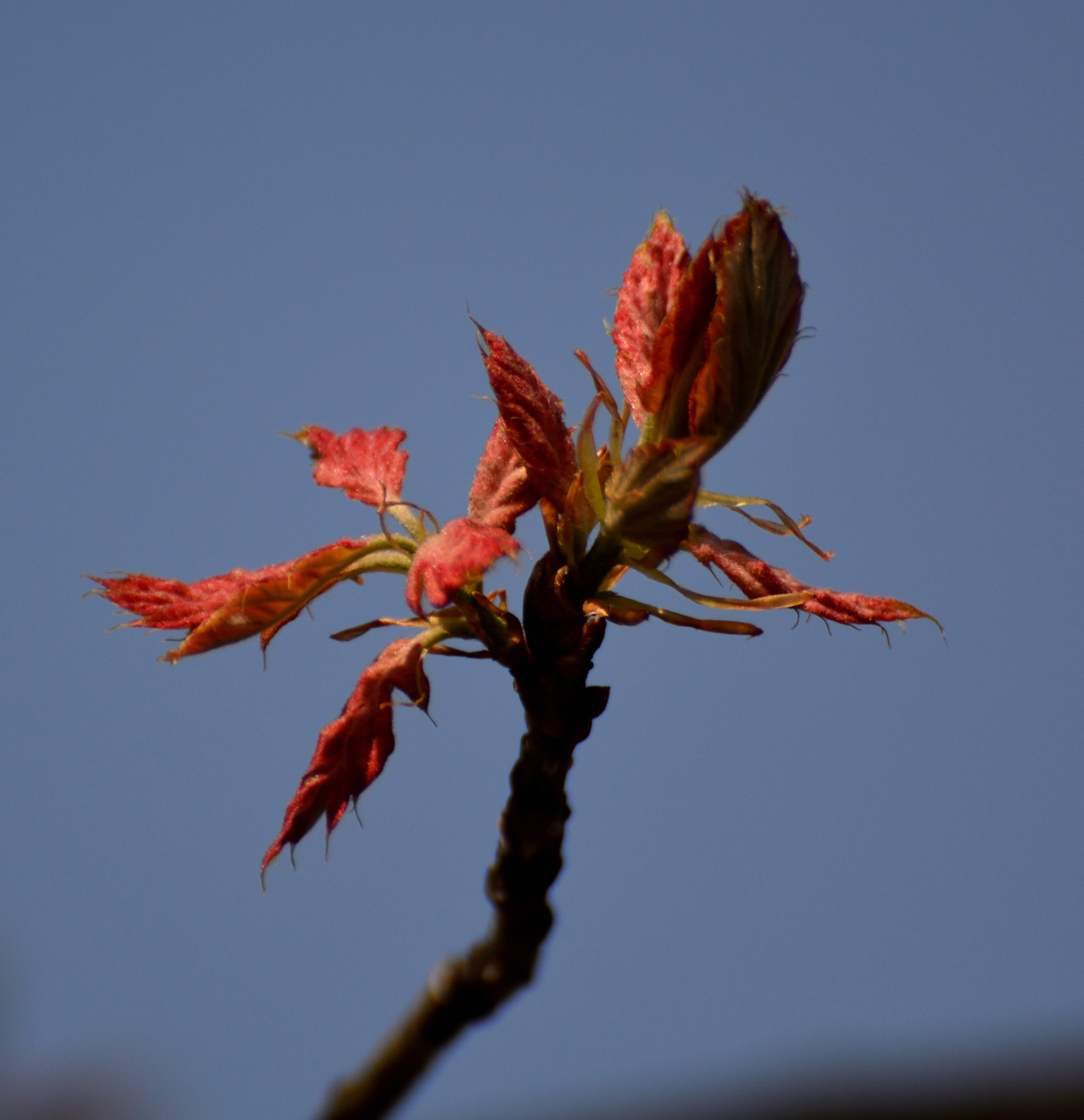 Nikon D5200 sample photo. Balck oak photography