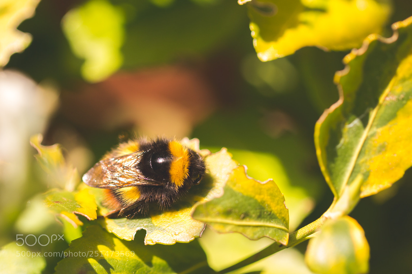 Canon EOS 70D sample photo. Early bumblebee photography