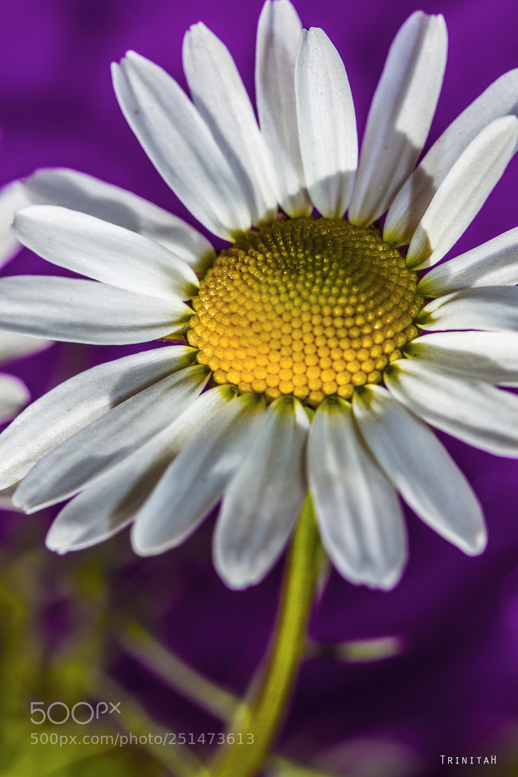 Canon EOS 7D sample photo. Margarita photography