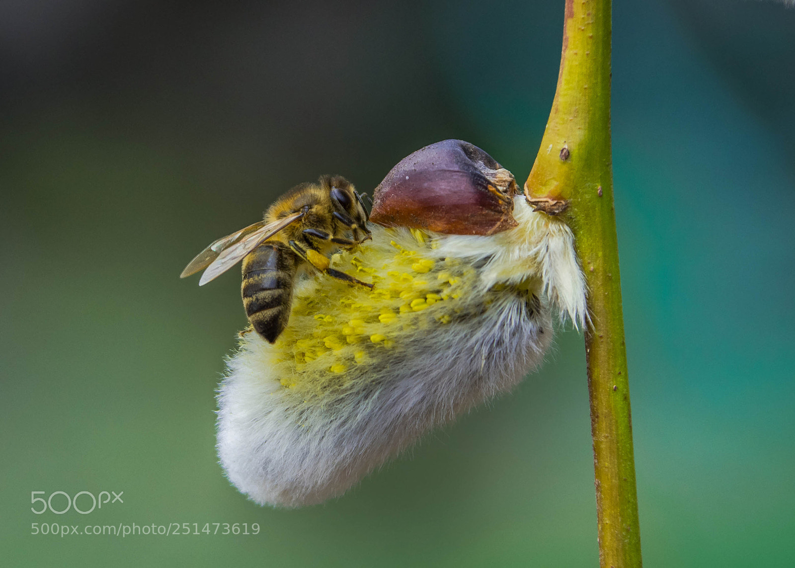 Nikon D7200 sample photo. Bee photography