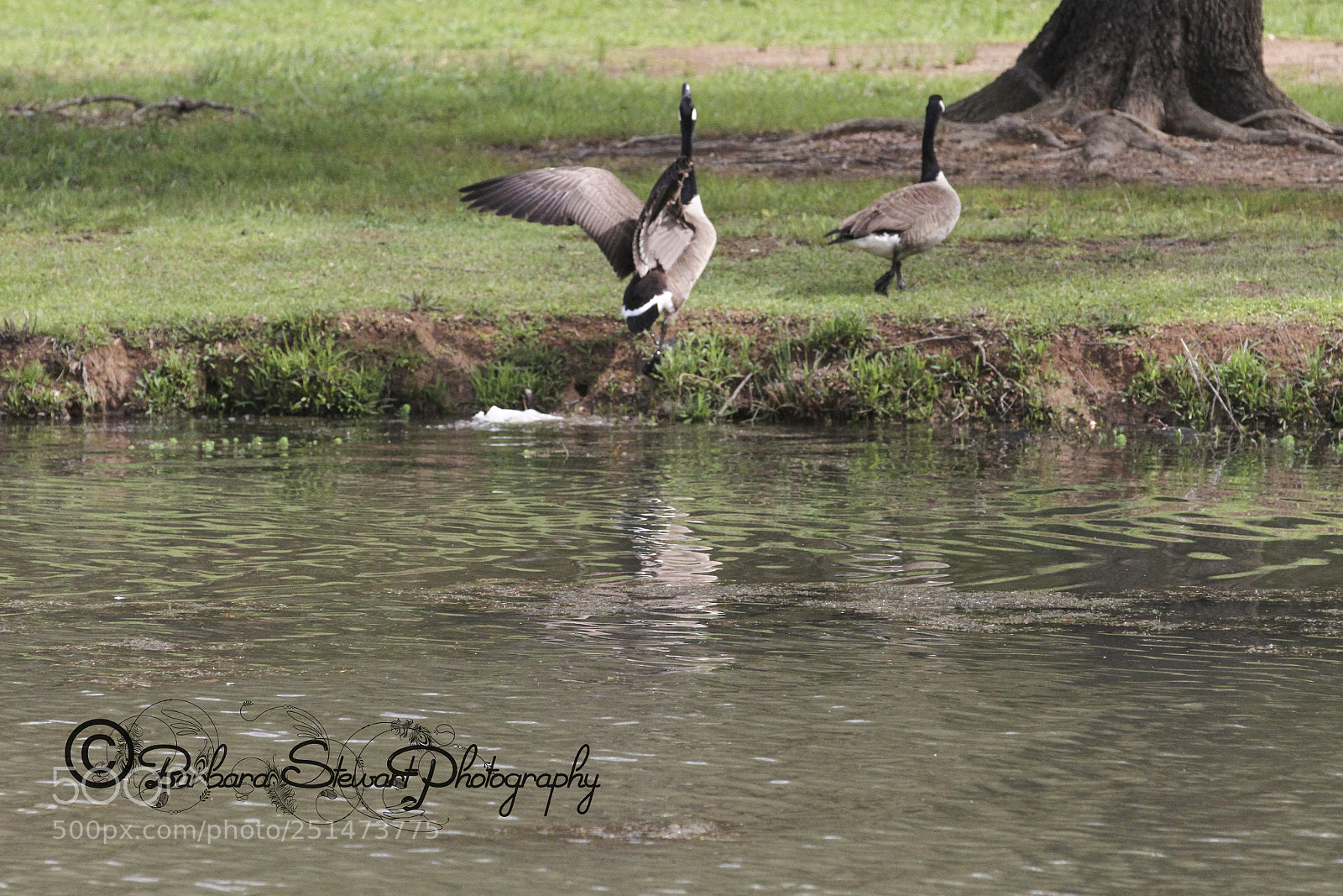 Canon EOS 7D sample photo. Nature in spring photography