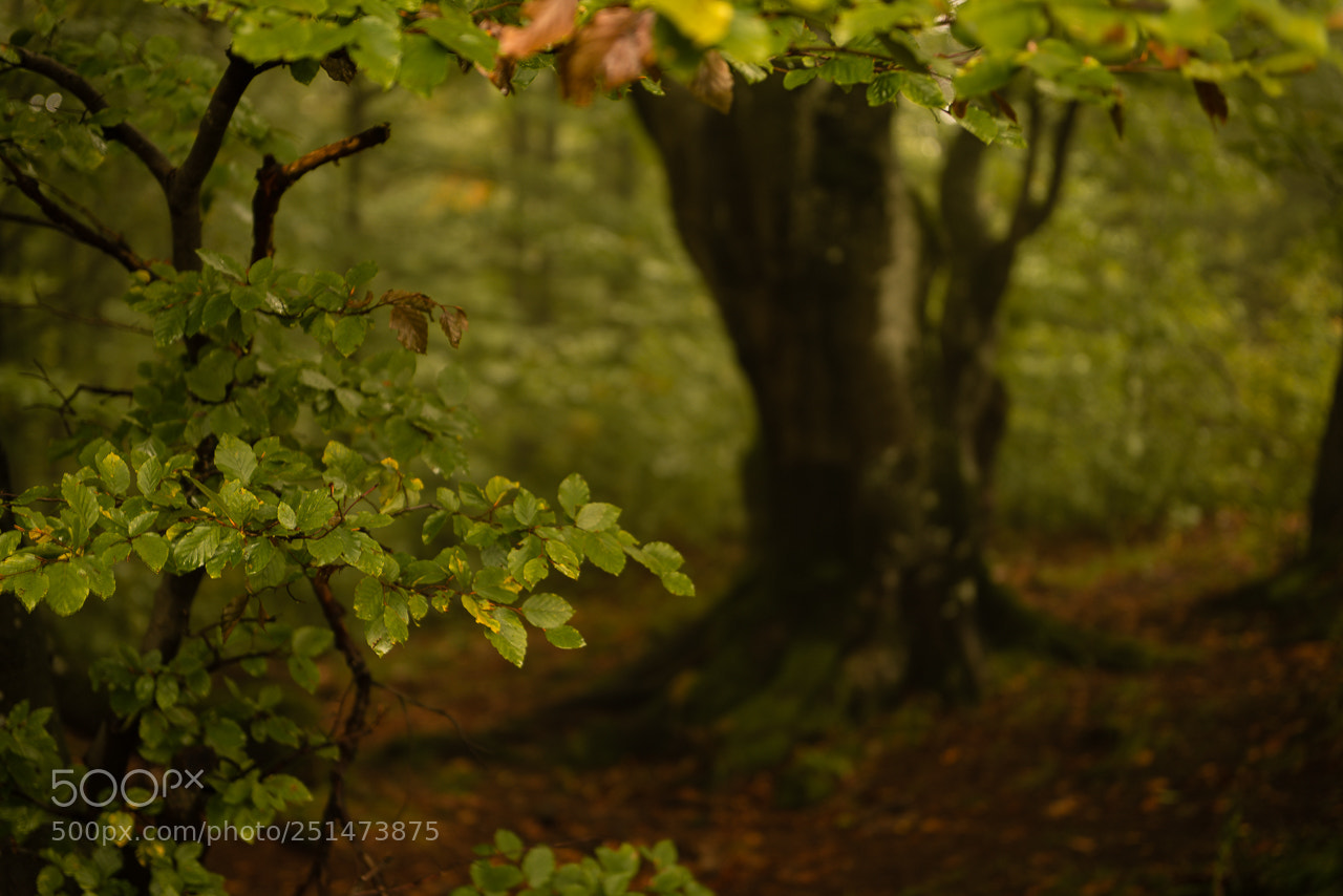 Nikon D800E sample photo. Mystery photography