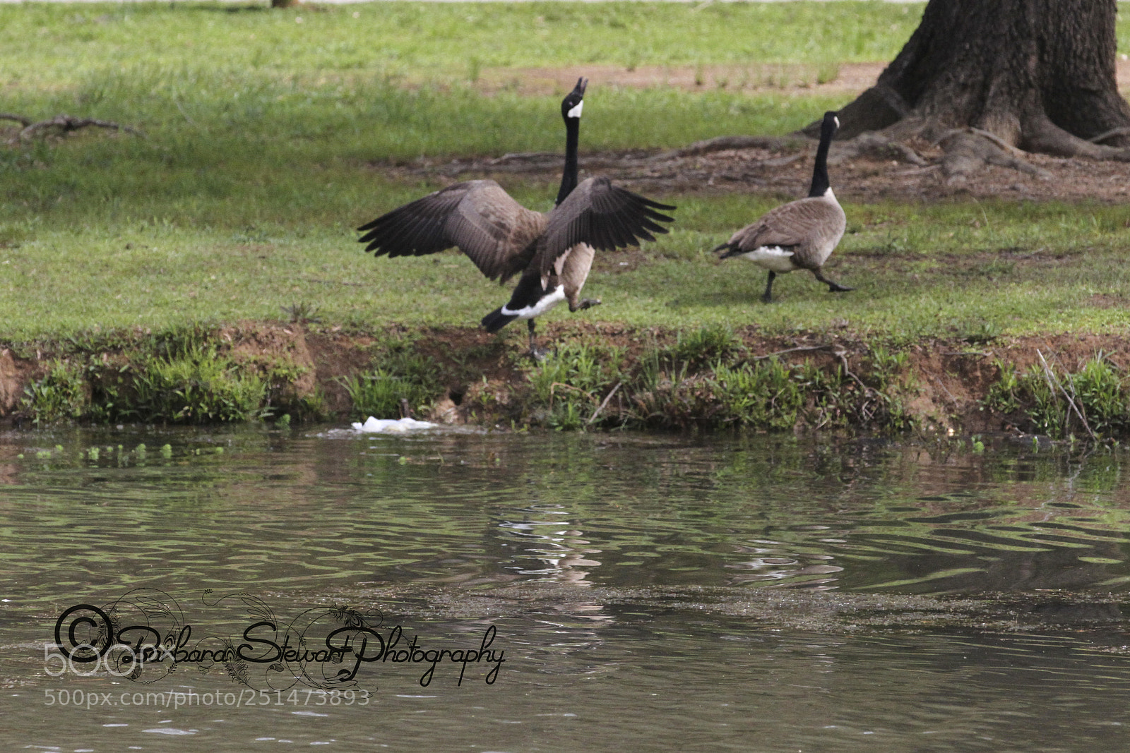 Canon EOS 7D sample photo. Nature in spring photography