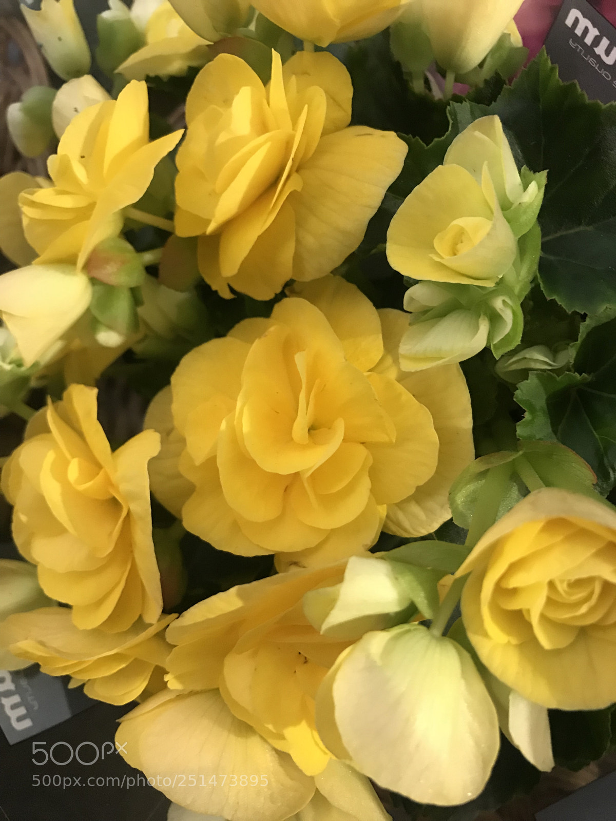Apple iPhone 7 Plus sample photo. Yellowstone flowers photography