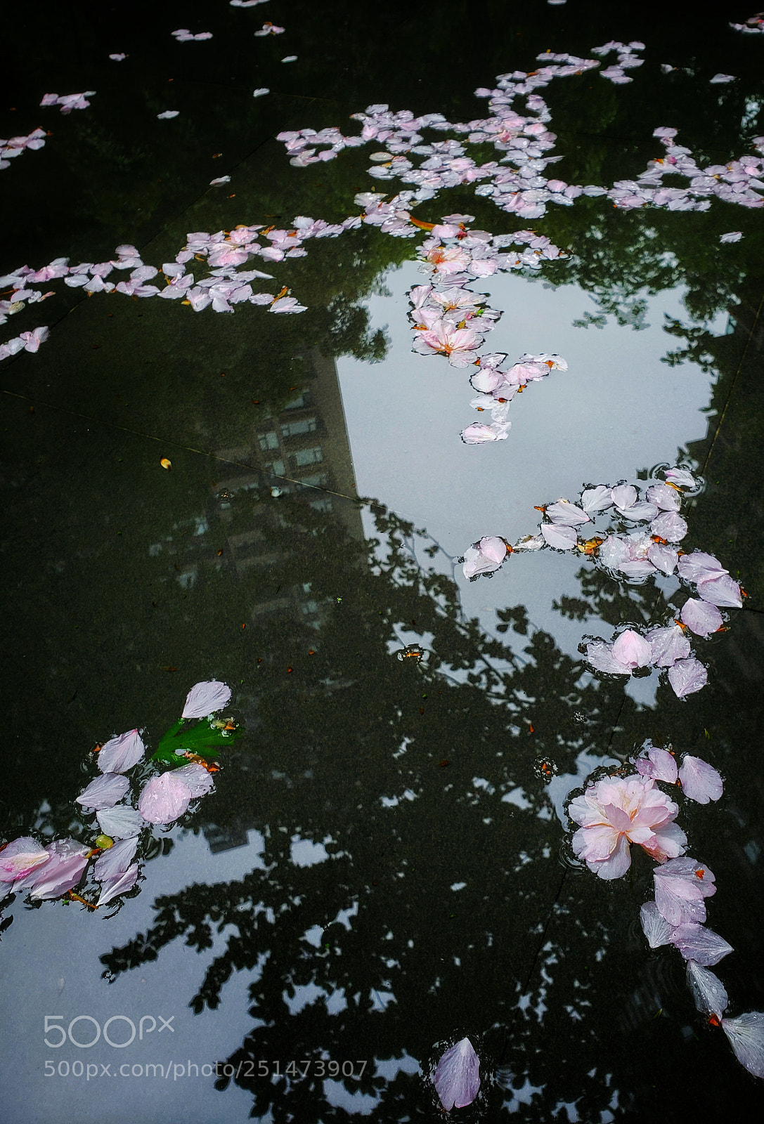 Samsung Galaxy S9+ sample photo. Untitled photography