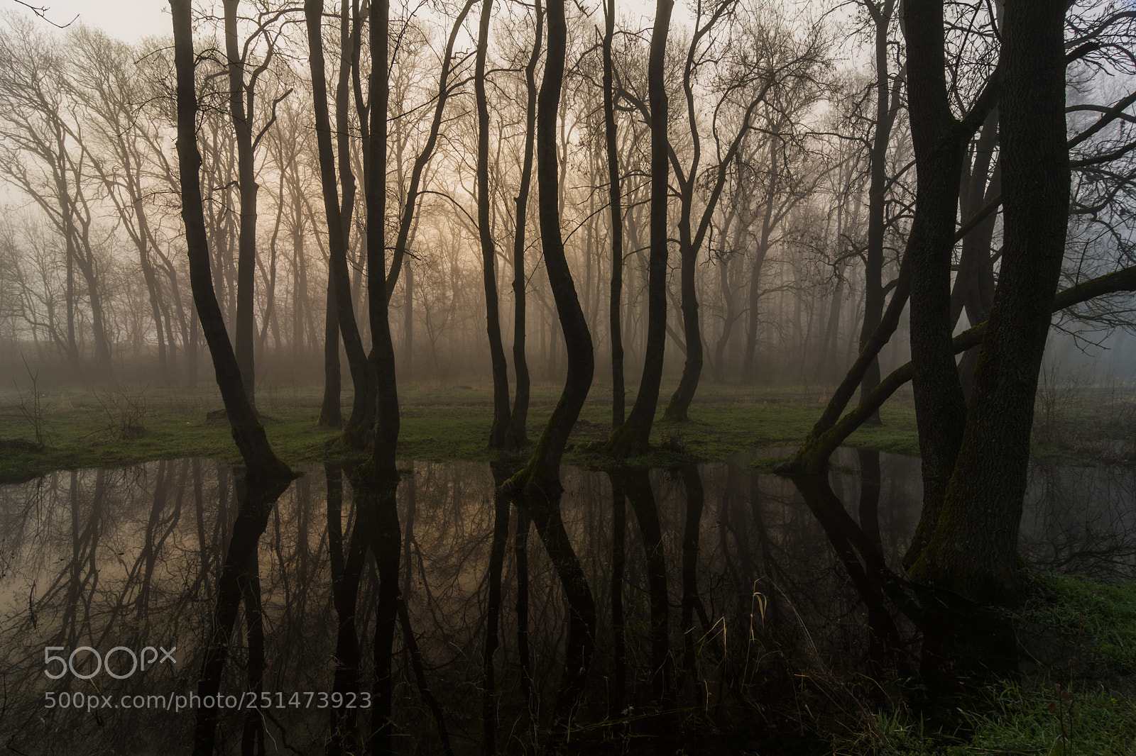 Nikon D7100 sample photo. Morning in the forest photography