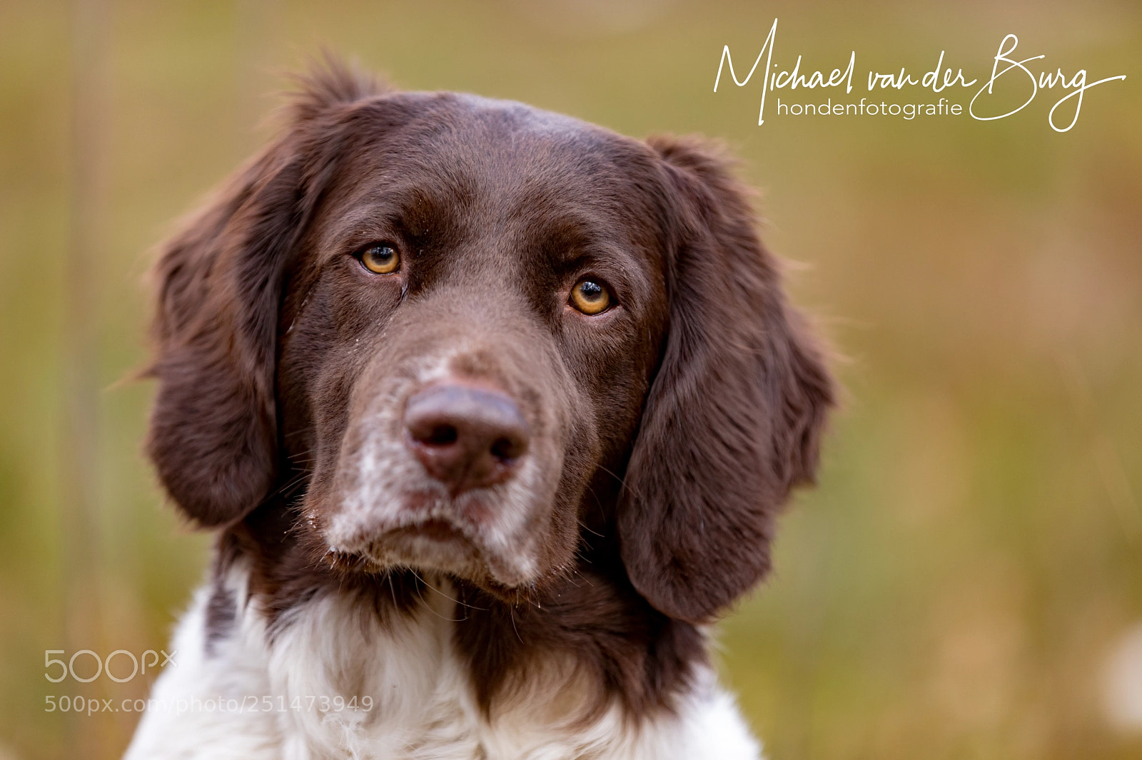 Canon EOS 5D Mark IV sample photo. Dutch partridge dog portrait photography