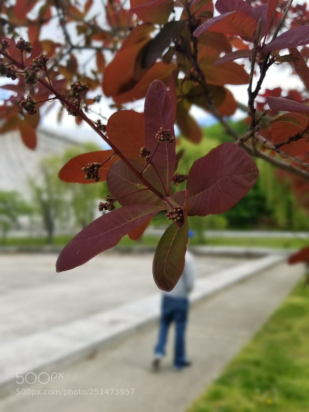Samsung Galaxy S8+ sample photo. Flower edited photography
